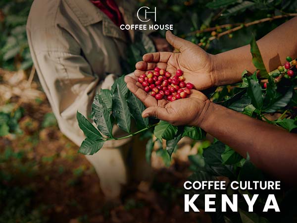 Coffee Culture Kenya